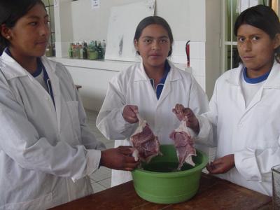 IMPLEMENTAN CRIANZA TECNIFICADA DE CUYES